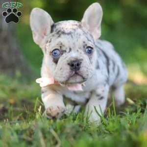 Peggy, French Bulldog Puppy
